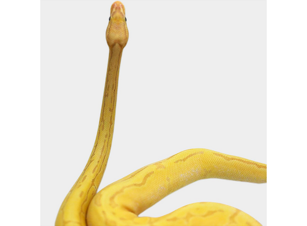 Королевский питон Banana Pinstripe het pied M