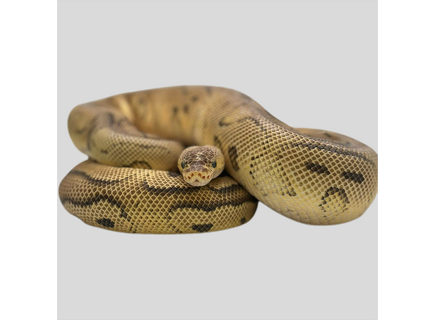 Королевский питон pastel phantom clown