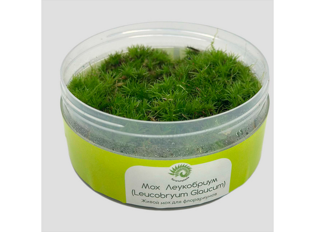 Мох для флорариума (leucobryum glaucum)