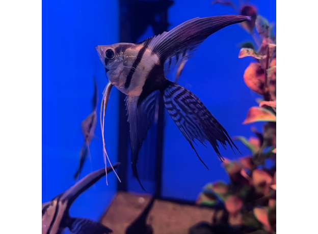 Скалярия получерная вуалевая (Pterophyllum scalare)