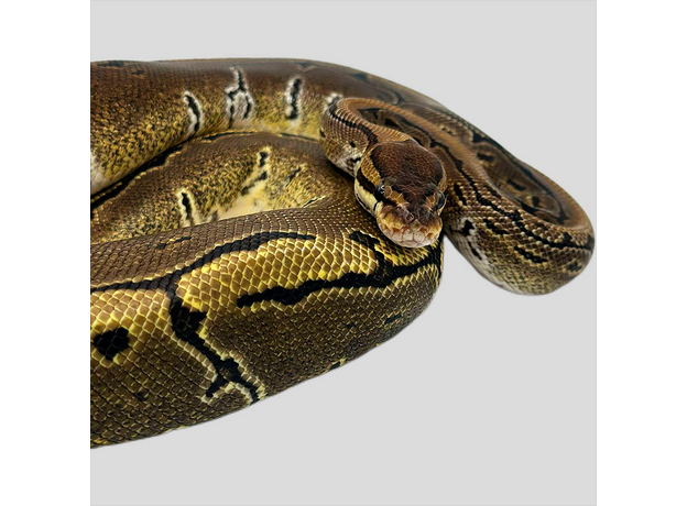 Королевский питон Pinstripe het Pied M