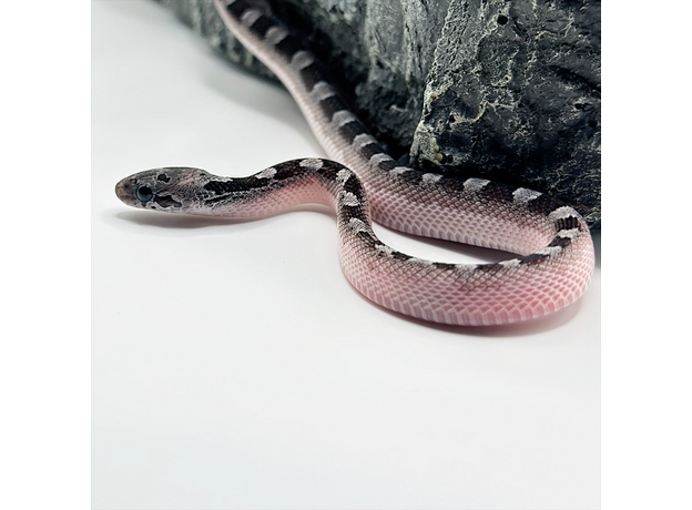 Полоз маисовый Granite (blood red anery) pied sied