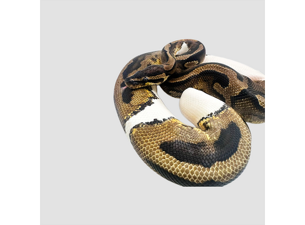 Королевский питон Piebald L