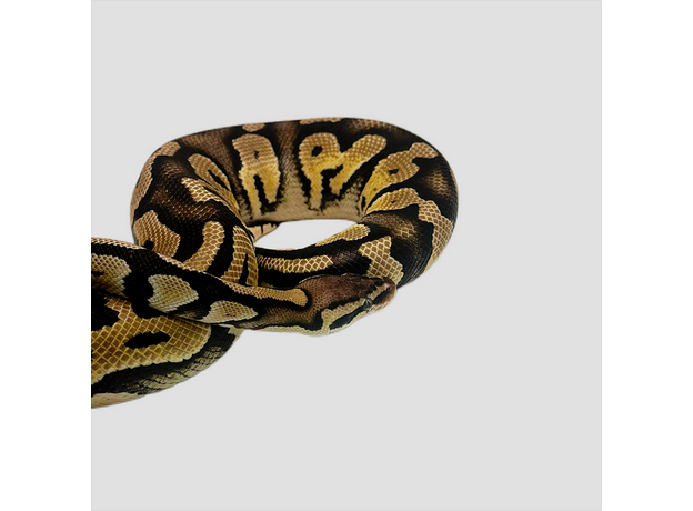 Королевский питон pastel phantom get clown