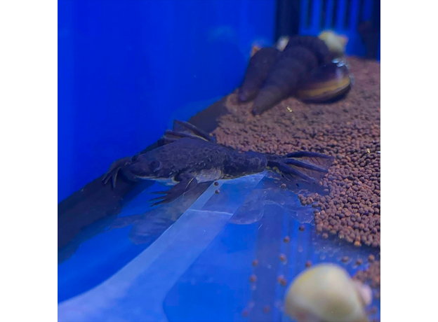 Лягушка шпорцевая марсабитская (Xenopus borealis)