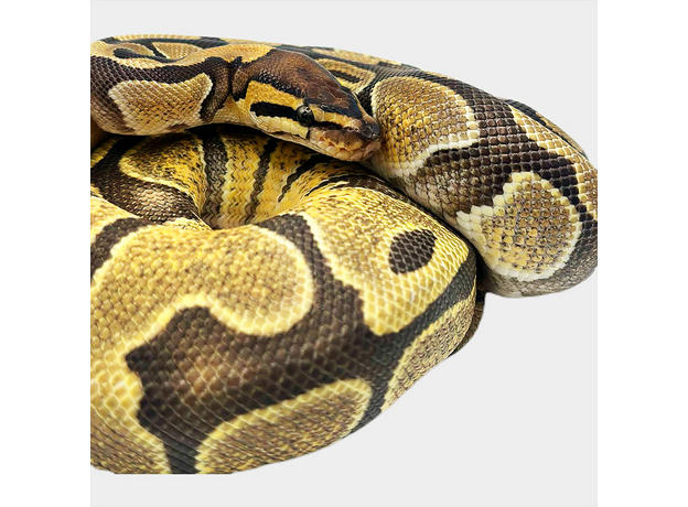 Королевский питон Enchi het Pied M