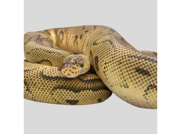 Королевский питон pastel phantom clown