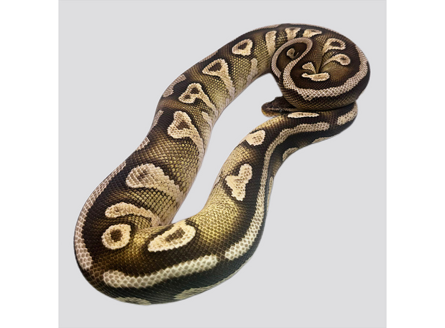 Королевский питон pastel mojave yellow belly