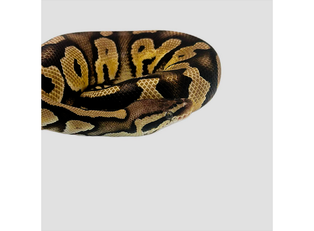Королевский питон pastel phantom get clown