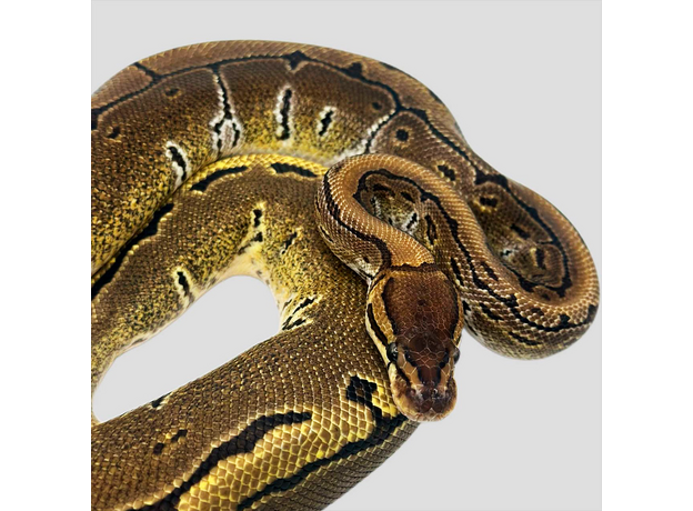 Королевский питон Pinstripe het Pied M