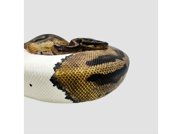 Королевский питон Piebald L