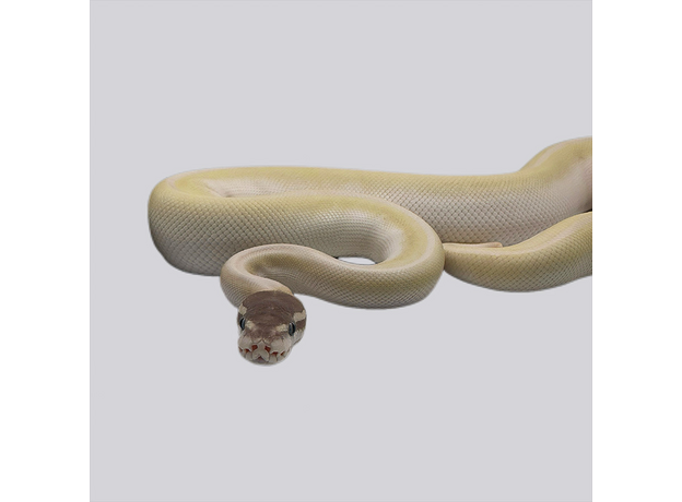 Королевский питон Super Mojave самка L