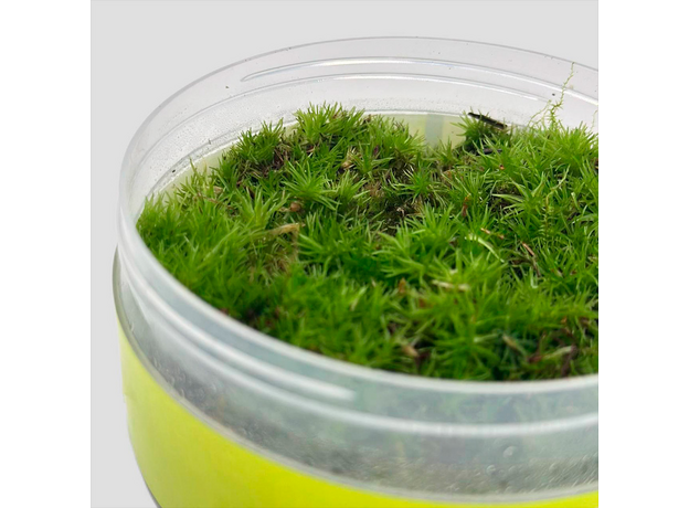 Мох для флорариума (leucobryum glaucum)