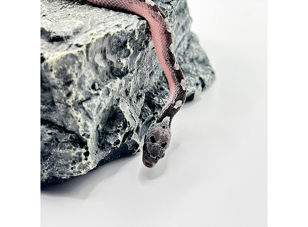 Полоз маисовый Granite (blood red anery) pied sied