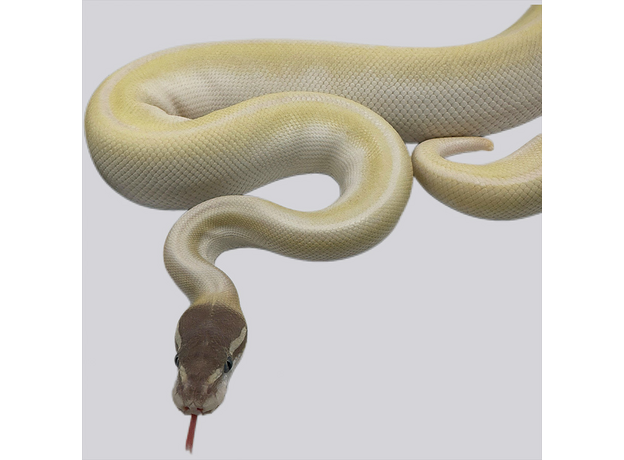 Королевский питон Super Mojave самка L
