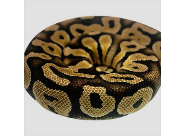 Королевский питон pastel phantom get clown