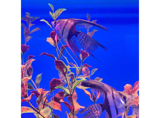 Скалярия получерная вуалевая (Pterophyllum scalare)