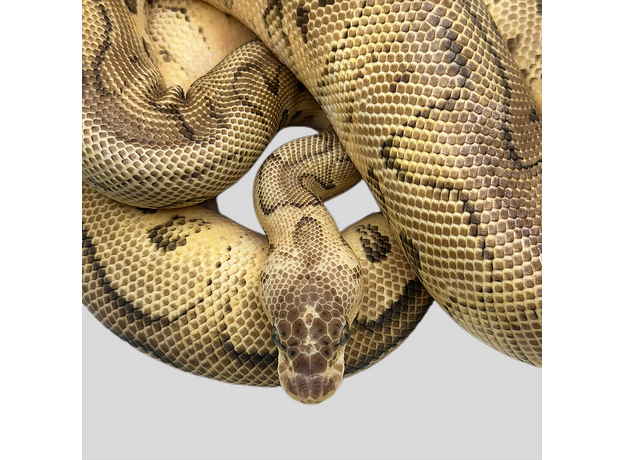 Королевский питон pastel phantom clown