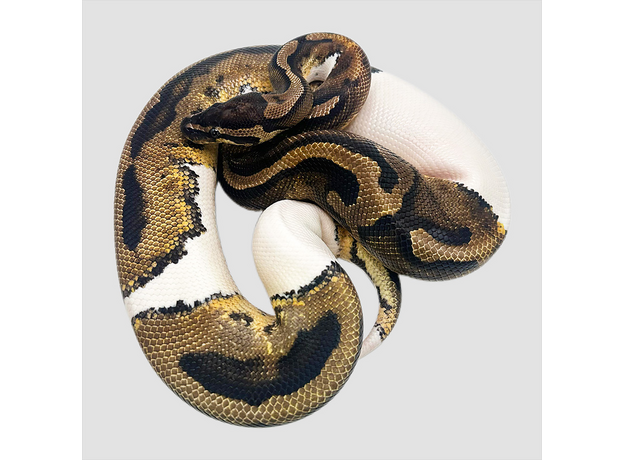 Королевский питон Piebald L
