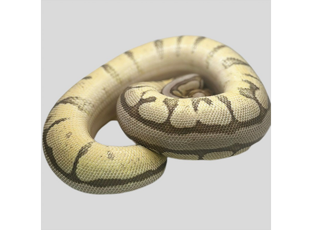 Королевский питон mojave pastel spider М