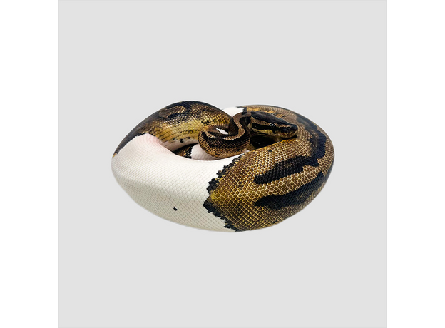 Королевский питон Piebald L