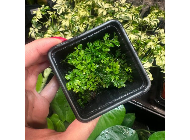 Папоротник Болбитис Бэби Лив (в горшке) (Bolbitis sp. Baby Leaf)