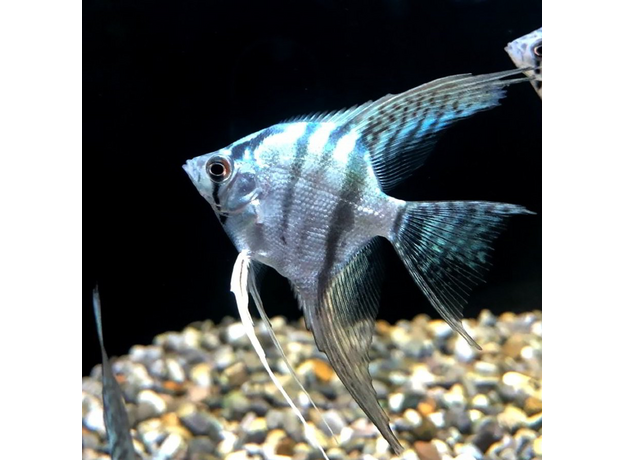 Скалярия зебра вуалевая (M) (Pterophyllum scalare var.)