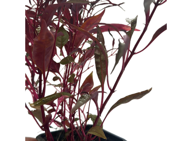 Альтернантера сидячая P7 (Alternanthera sessilis)