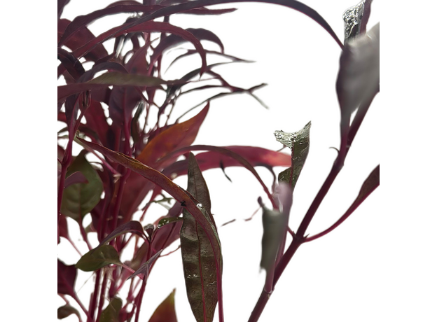 Альтернантера сидячая P7 (Alternanthera sessilis)