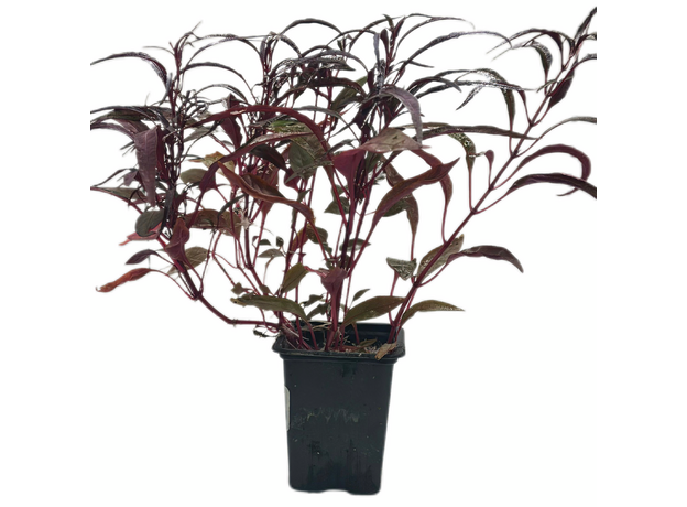 Альтернантера сидячая P7 (Alternanthera sessilis)