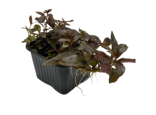 Людвигия красная P8 (Ludwigia natans Super Red)
