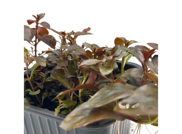 Людвигия красная P8 (Ludwigia natans Super Red)