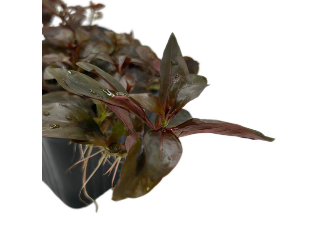 Людвигия красная P8 (Ludwigia natans Super Red)