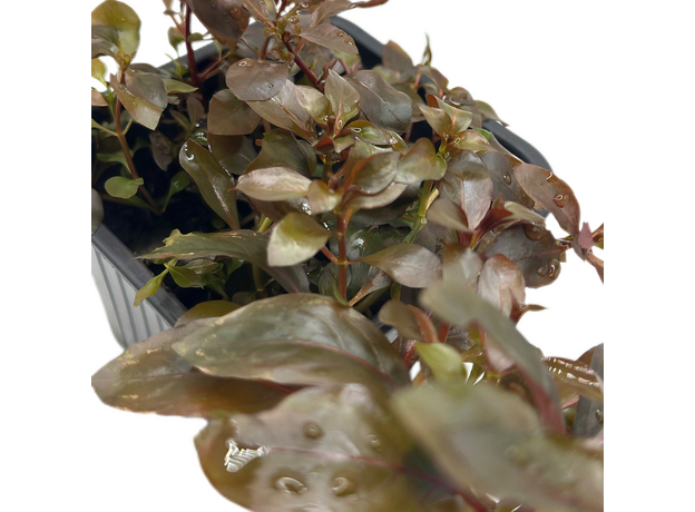 Людвигия красная P8 (Ludwigia natans Super Red)