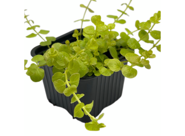 Вербейник монетчатый Aurea P8 (Lysimachia nummularia Aurea)