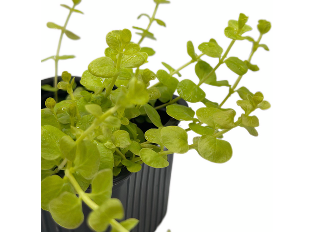 Вербейник монетчатый Aurea P8 (Lysimachia nummularia Aurea)