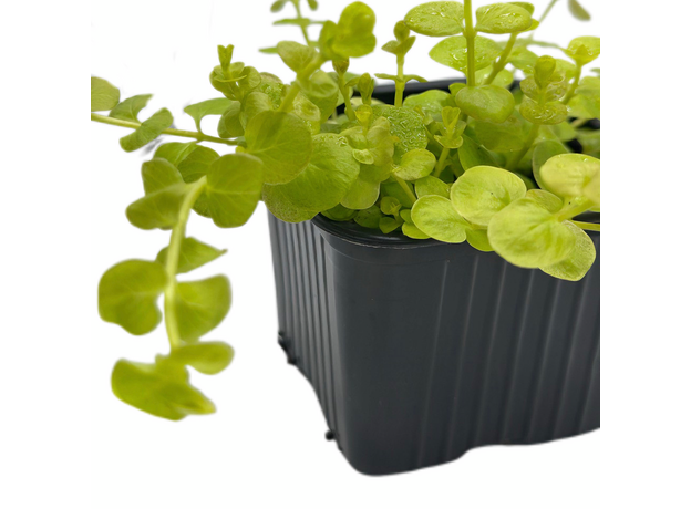 Вербейник монетчатый Aurea P8 (Lysimachia nummularia Aurea)