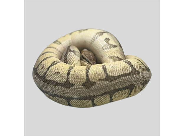 Королевский питон mojave pastel spider М