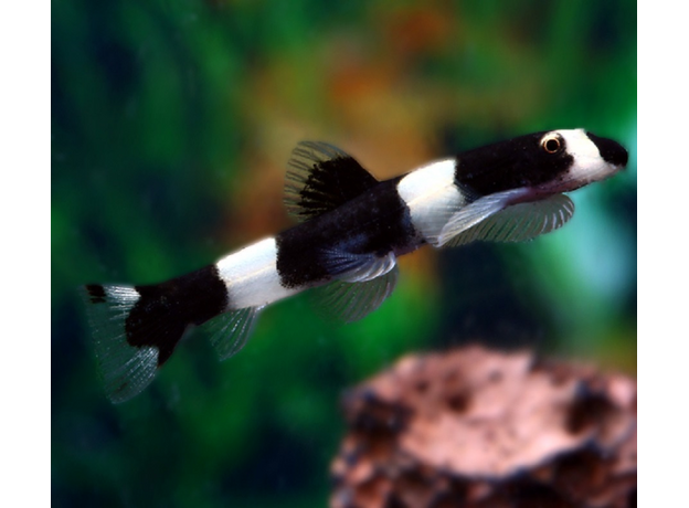 Боция панда (Protomyzon pachychilus)