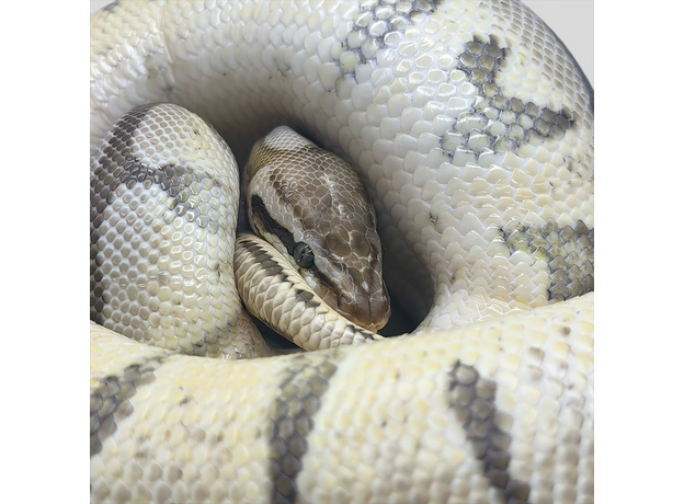 Королевский питон mojave pastel spider М