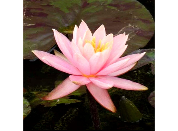Нимфея Prakaysad, розовый (Nymphaea Prakaysad) (пророщенная)