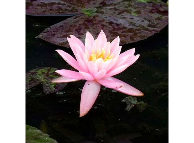 Нимфея Prakaysad, розовый (Nymphaea Prakaysad) (пророщенная)