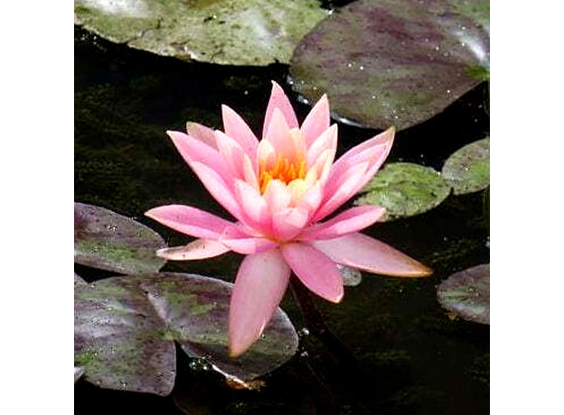 Нимфея Prakaysad, розовый (Nymphaea Prakaysad) (пророщенная)