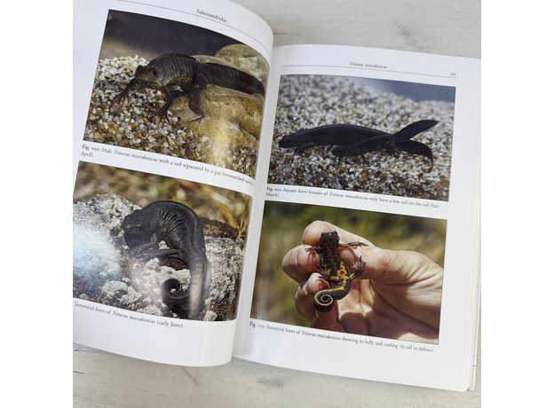 Stille & Stille Herpetofauna of Corfu and Adjacent Islands 2017