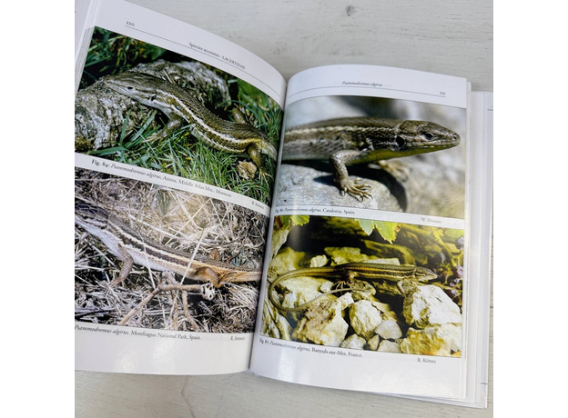 Claudia CORTI & Pietro LO CASCIO The Lizards of Italy and Adjacent Areas 2002