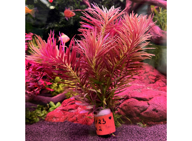 Лимнофила ароматика (с грузом) (Limnophila aromatica)