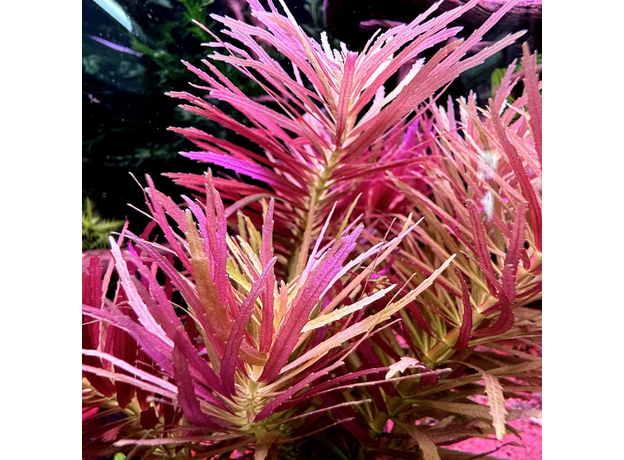 Лимнофила ароматика (с грузом) (Limnophila aromatica)