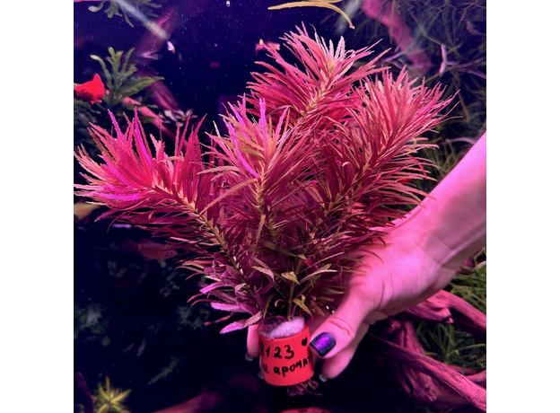 Лимнофила ароматика (с грузом) (Limnophila aromatica)