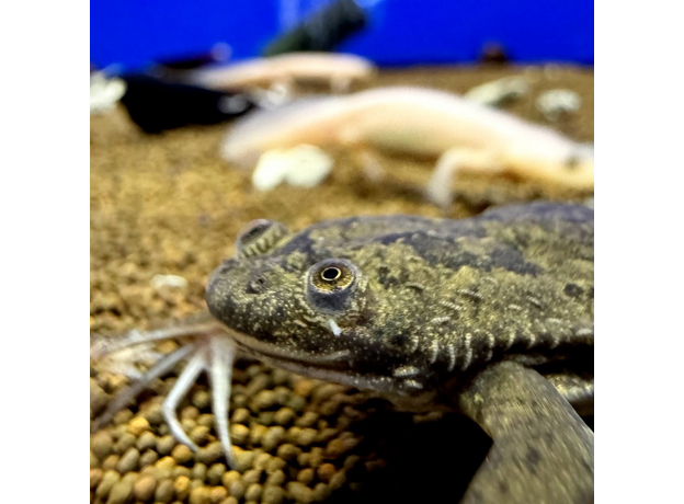 Лягушка шпорцевая эритрейская (Xenopus clivii)
