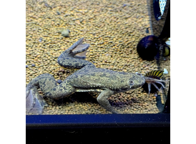 Лягушка шпорцевая эритрейская (Xenopus clivii)